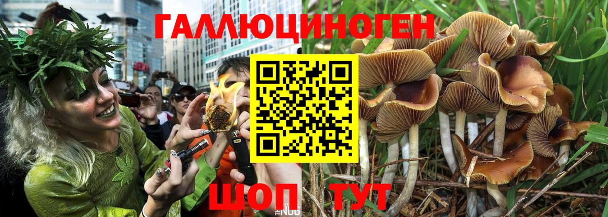 Галлюциногенные грибы Psilocybe Качканар
